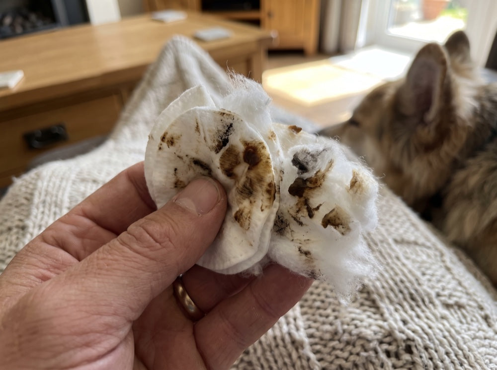 Cotons souillés de cérumen noir retiré de l'oreille d'un chien