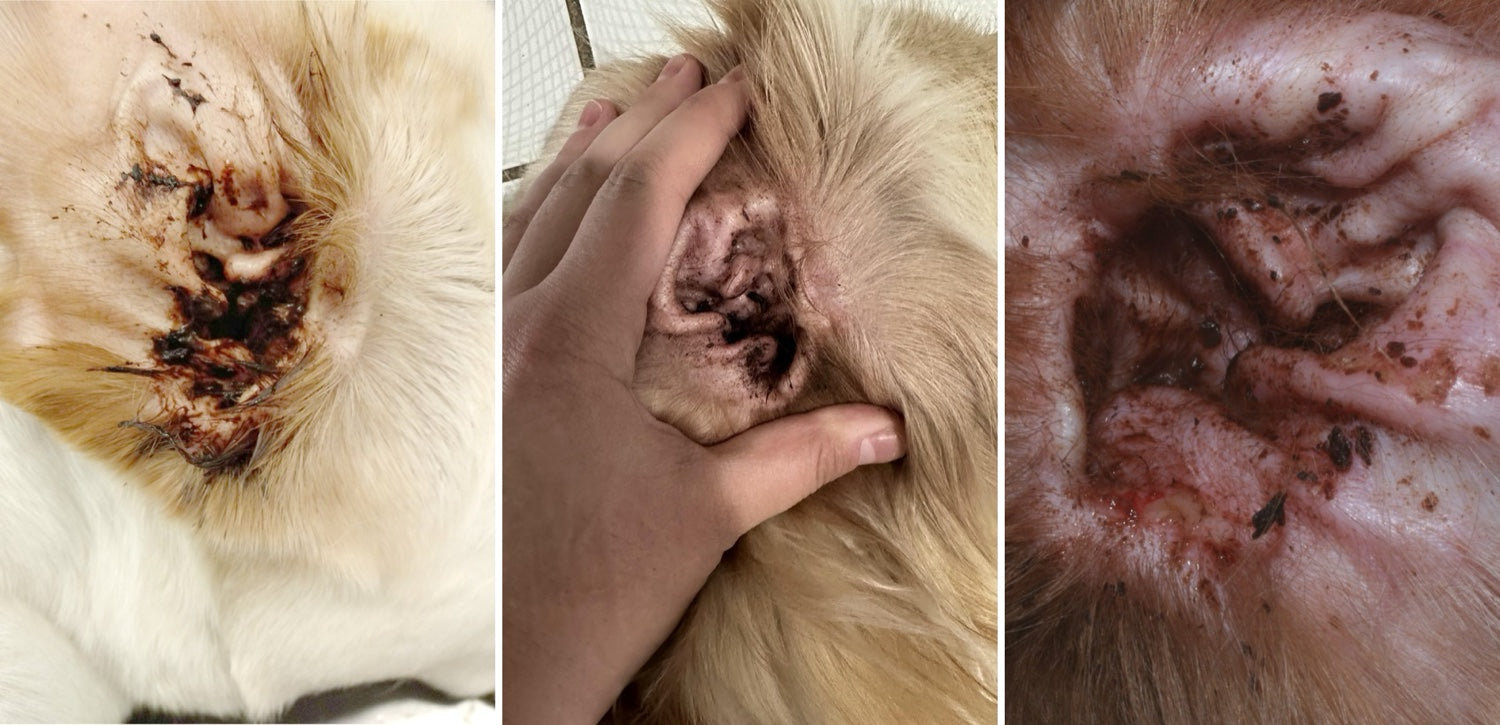 Oreilles de chiens avec cérumen noir (otites à levures, cas réels)