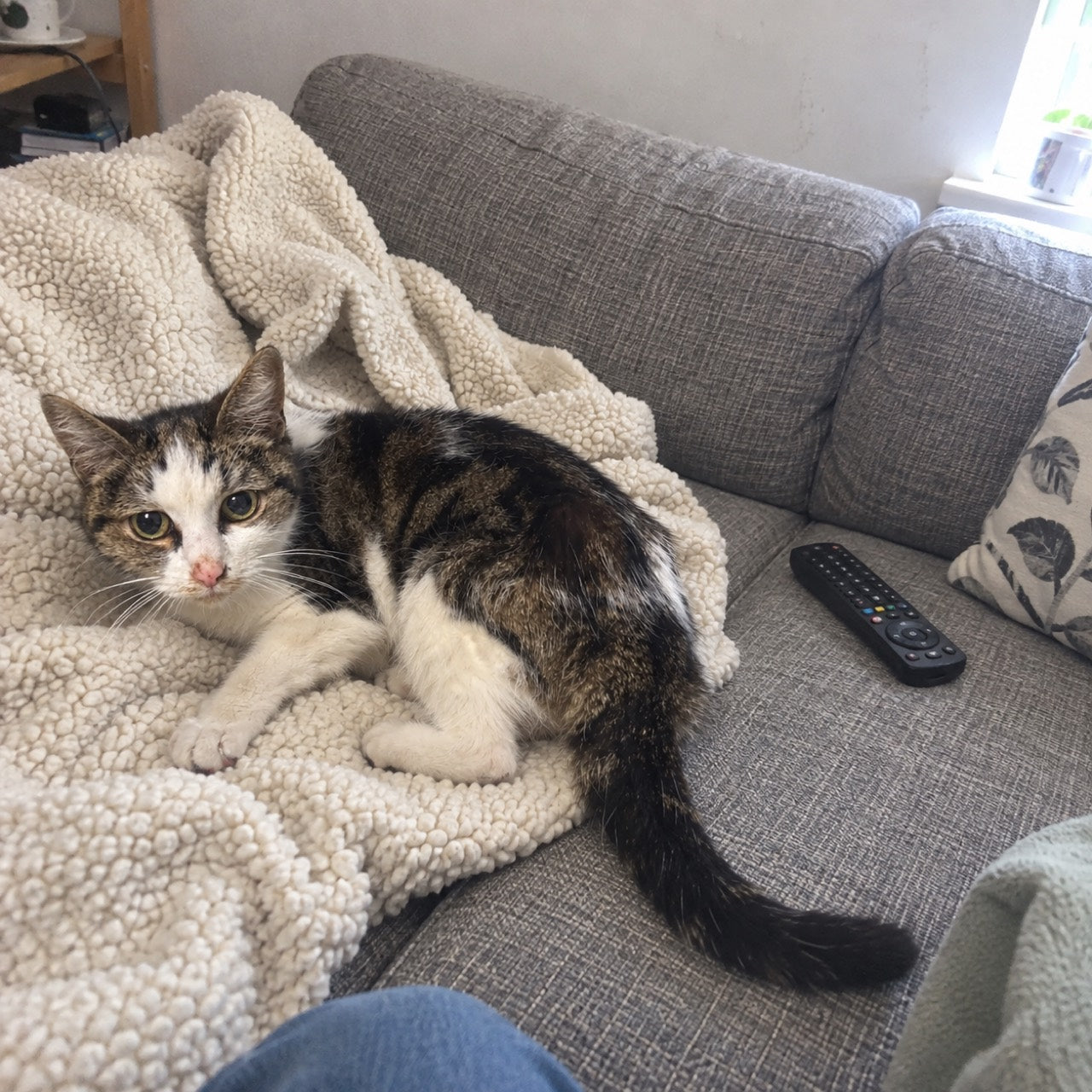 Scène reconstituée par IA à partir du chat de référence fourni pour Coline : il se repose dans le salon.