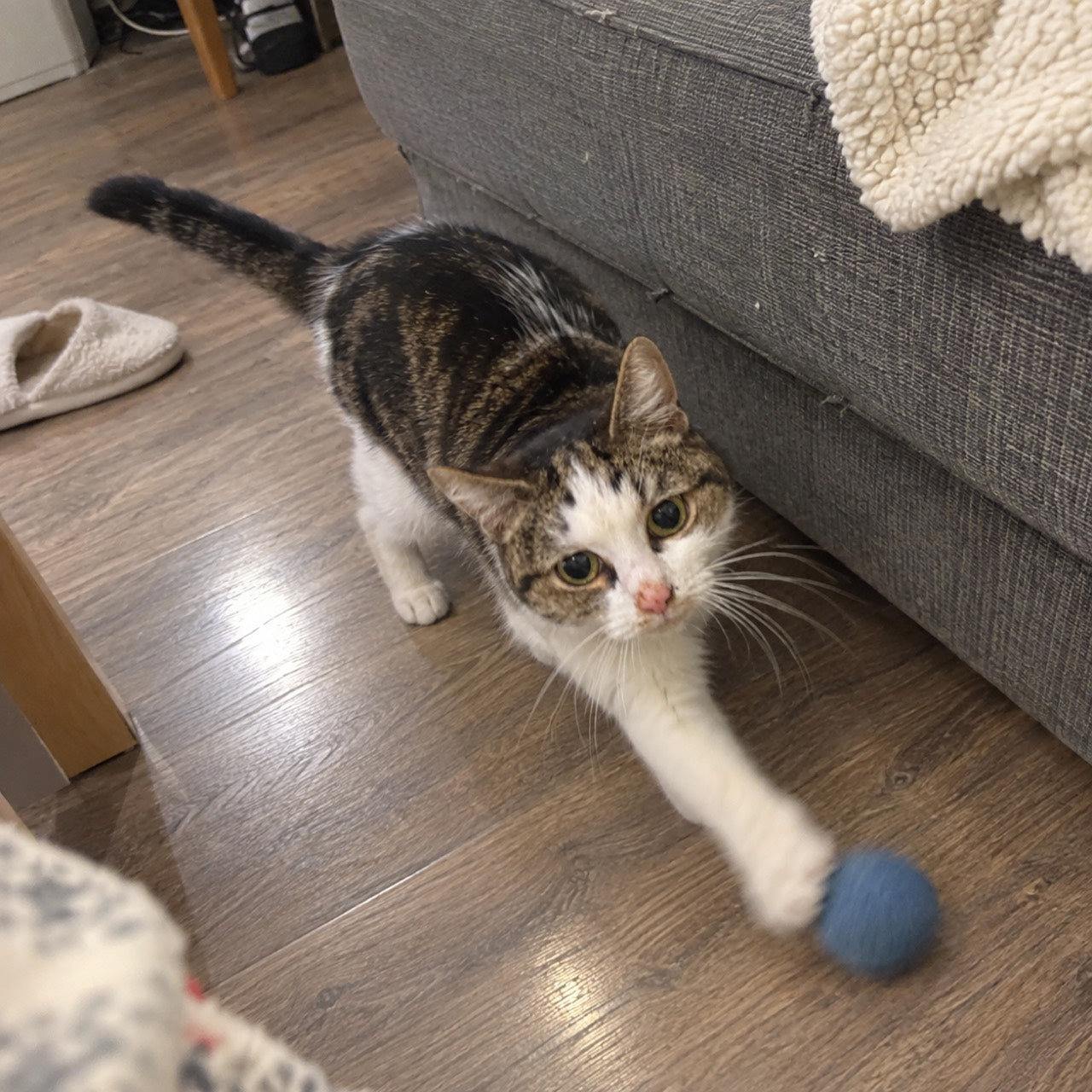 Scène reconstituée par IA : le même chat joue avec une petite balle. Illustration du jeu, pas une preuve après la prise.