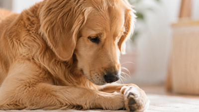 Un perro que se lame las patas
