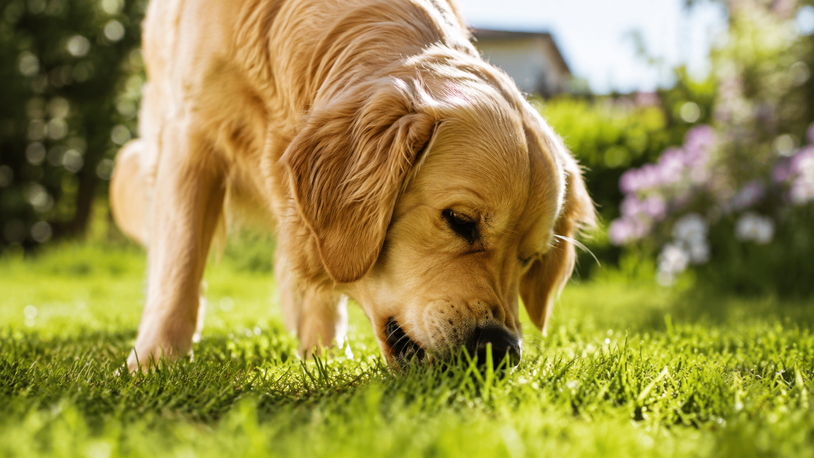 Por qué comen hierba los perros