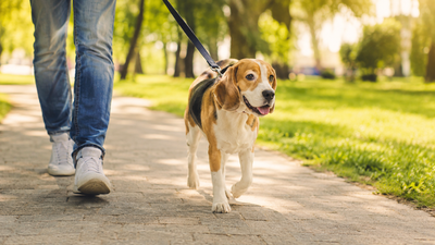 Soluciones para un perro que tira de la correa