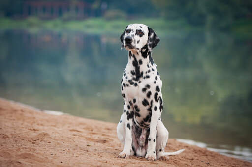 Dalmatien : Le guide exhaustif pour un compagnon tacheté parfait