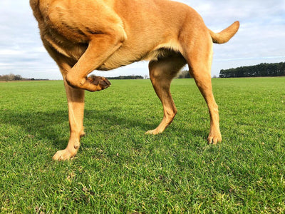 Guide de l'arthrite chez le chien