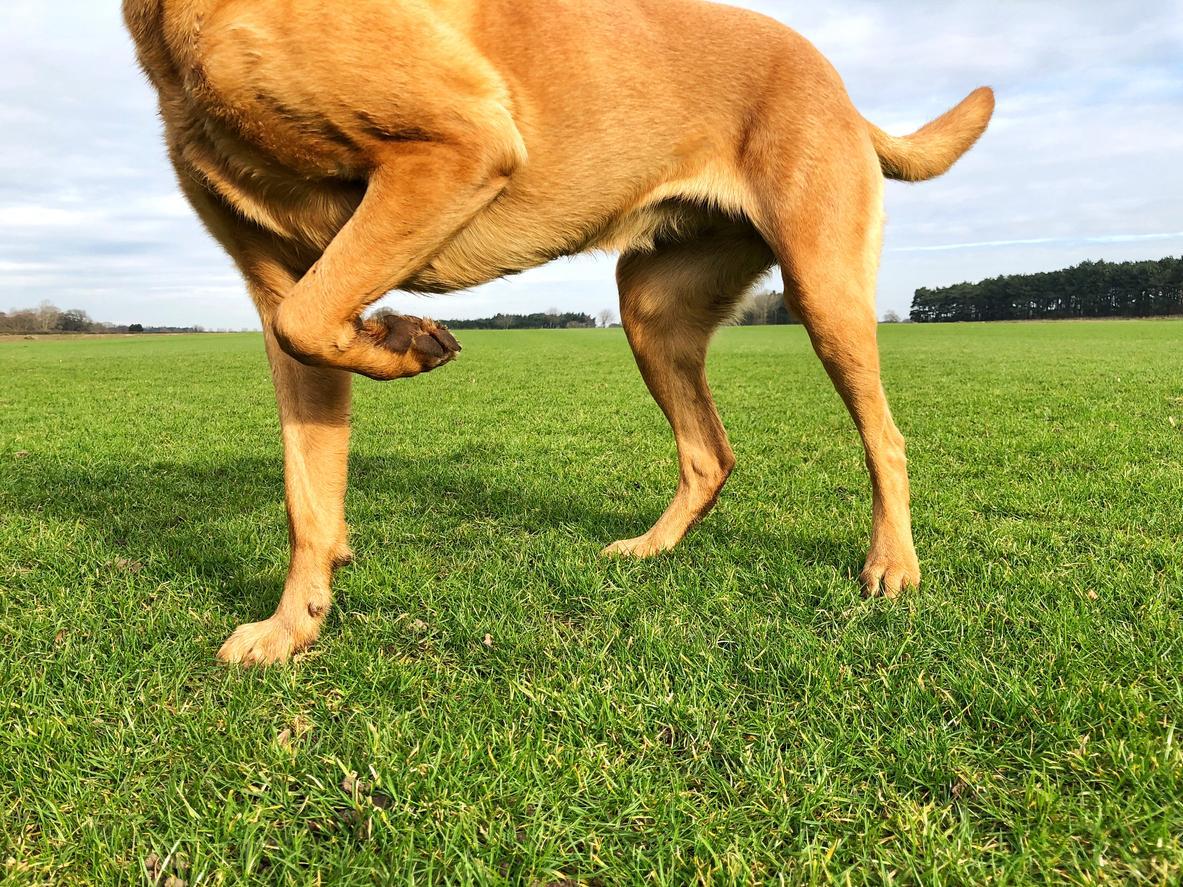 Guide de l'arthrite chez le chien