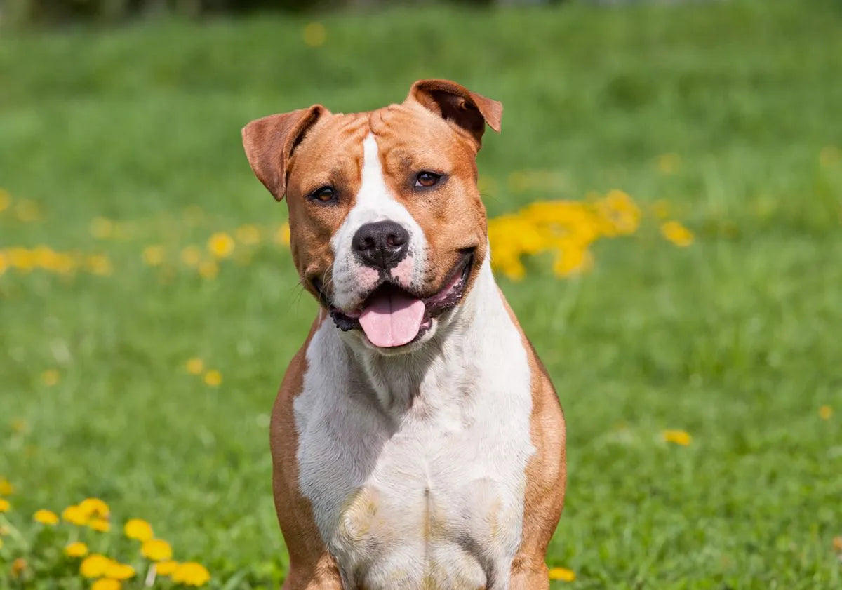 PitBull: comprendre et aimer ce compagnon fidèle et énergique
