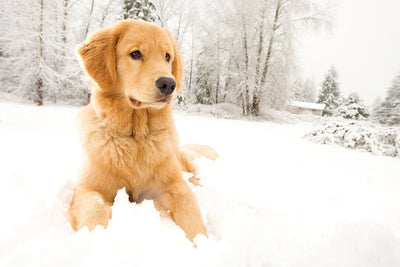 Partir à la neige avec son chien : conseils essentiels pour un séjour réussi