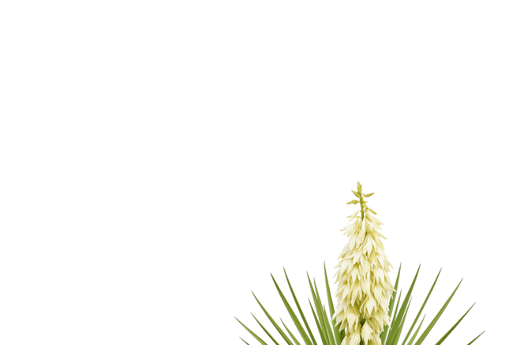 Yucca schidigera
