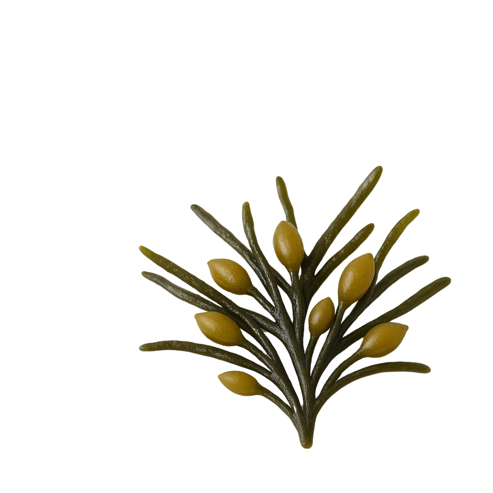 Algas pardas (Ascophyllum nodosum)