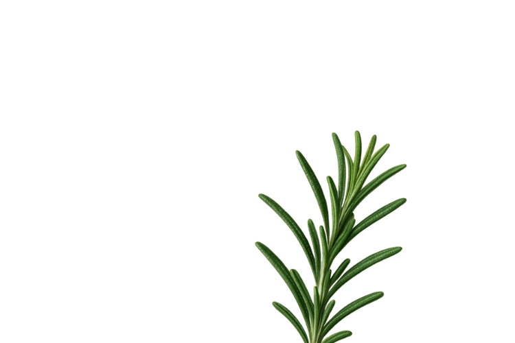 Extracto de hoja de romero