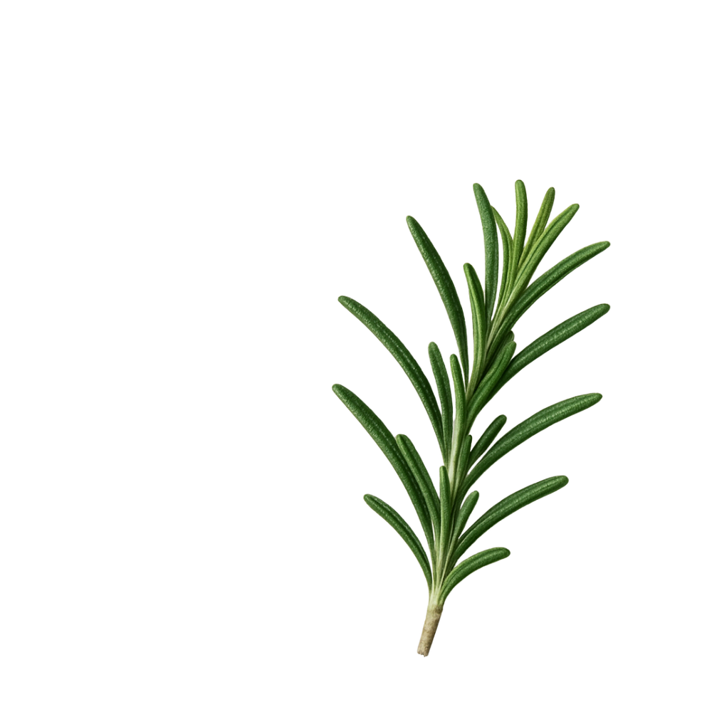 Extracto de hoja de romero