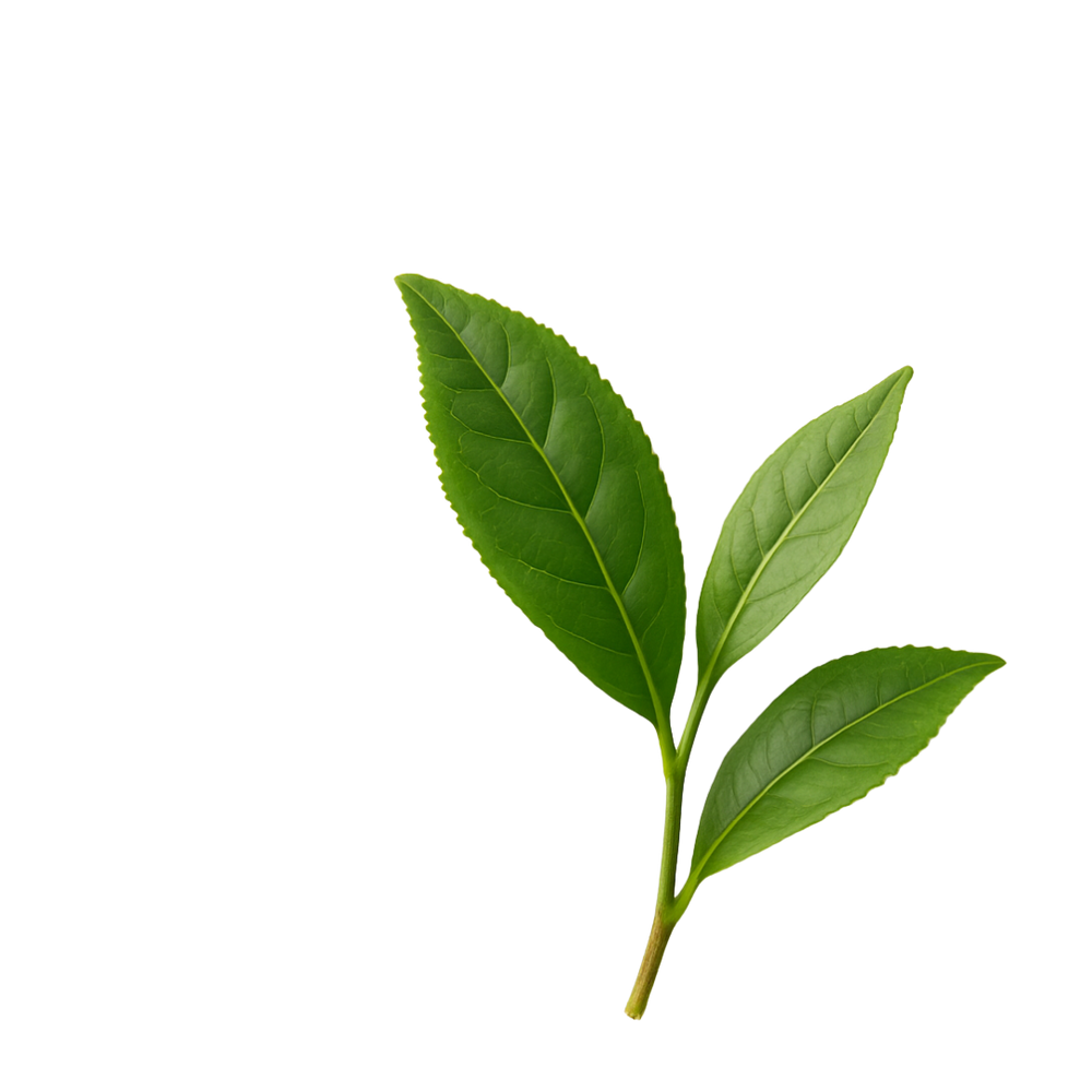 Té verde (descafeinado)
