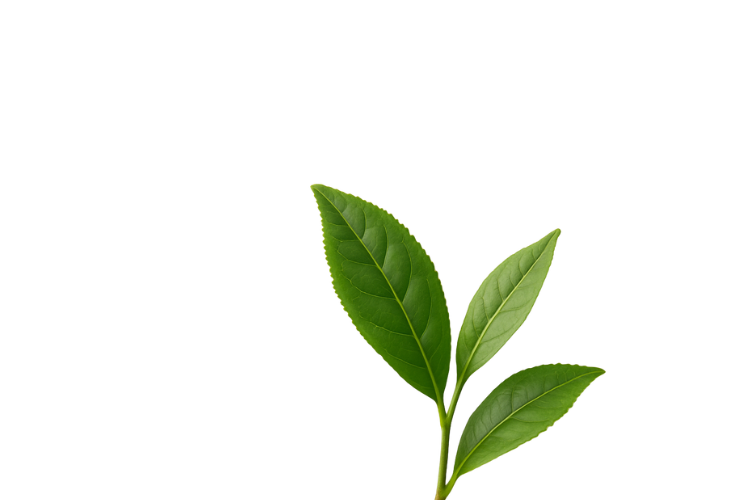 Té verde (descafeinado)