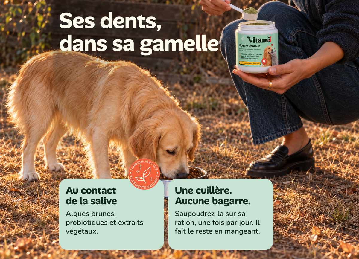 Une cuillère de Poudre Dentaire Vitamii saupoudrée sur la gamelle du chien