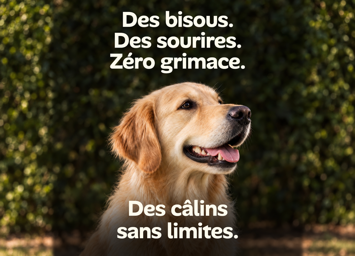 Golden retriever et chat gris en câlin : des bisous, des sourires, zéro grimace