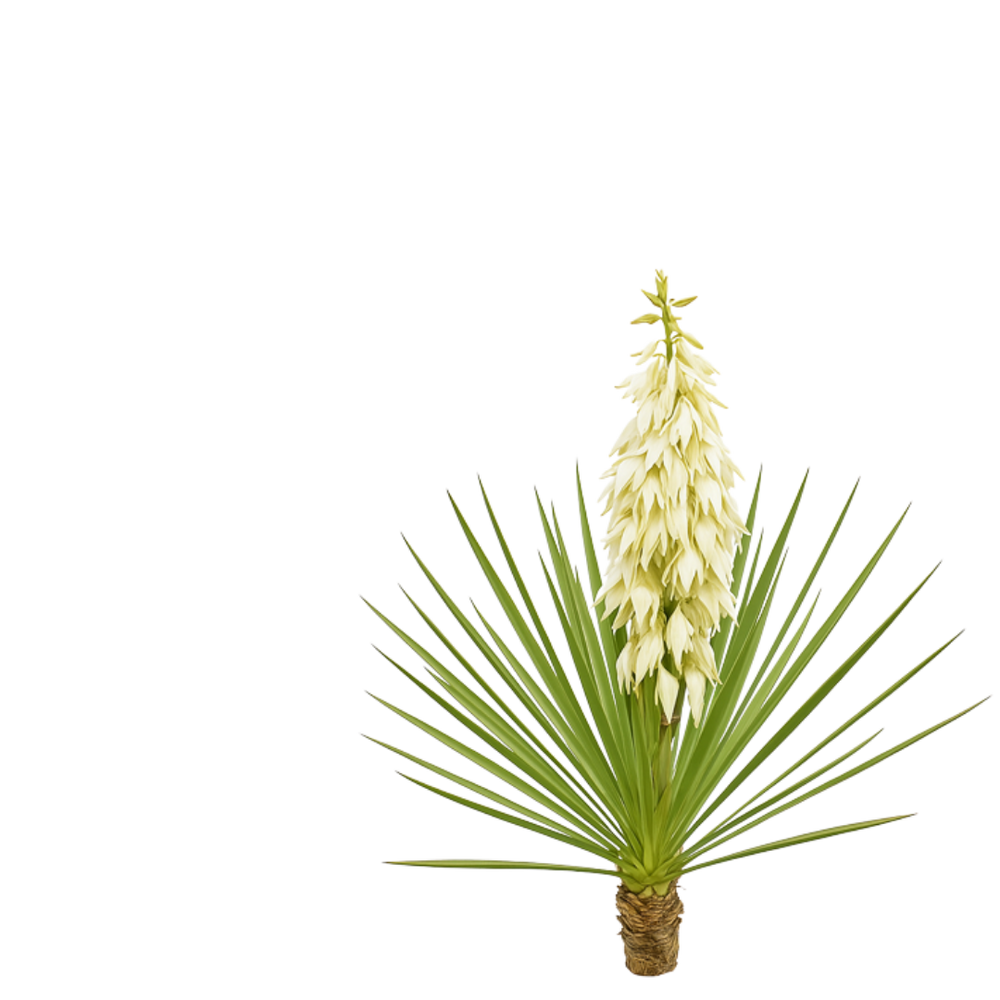 Yucca schidigera
