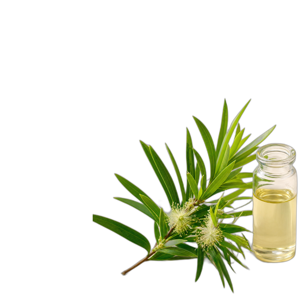 Cajeput ecológico