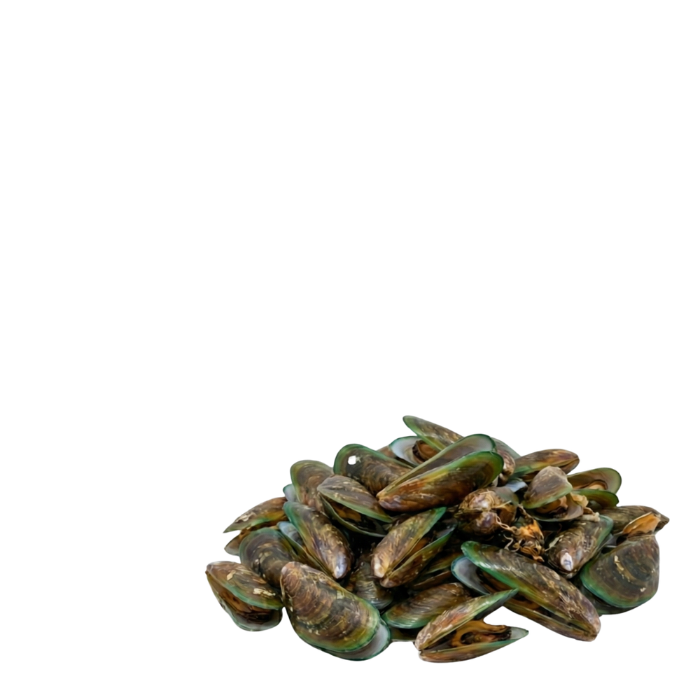 Mejillón Verde