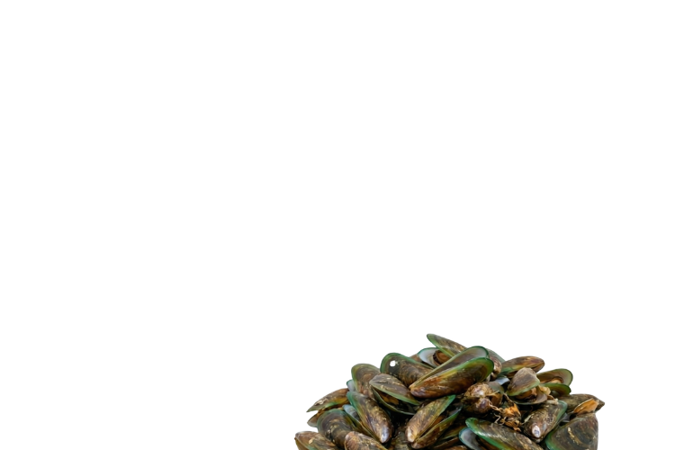 Mejillón Verde