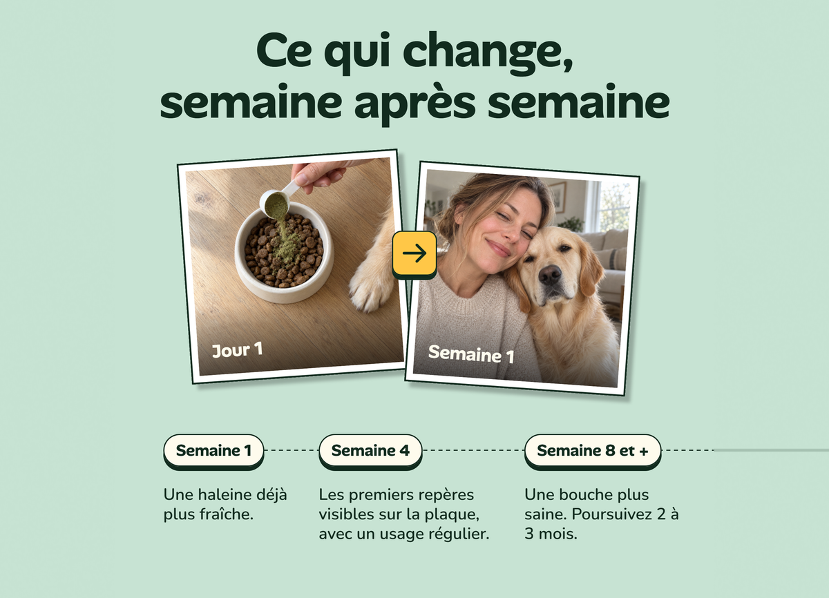 Ce qui change semaine après semaine avec la Poudre Dentaire : semaine 1, semaine 4, semaine 8 et plus