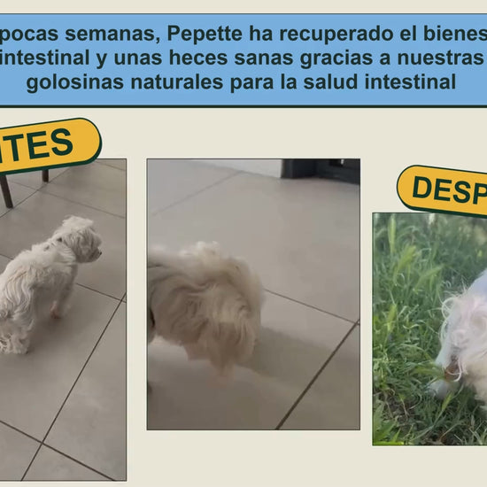 Antes y después de Pepette: bienestar intestinal (salud intestinal)