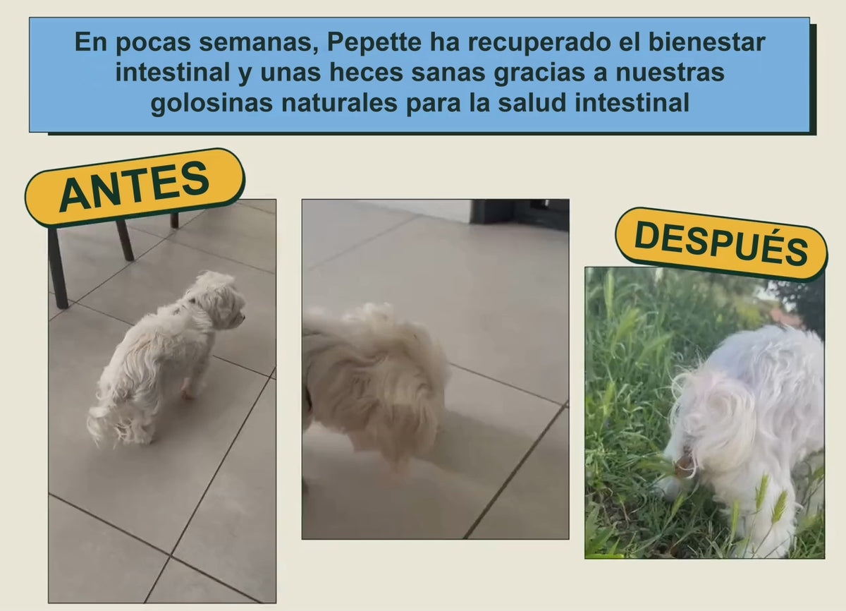 Antes y después de Pepette: bienestar intestinal (salud intestinal)