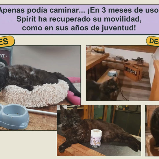 Antes y después: movilidad recuperada (articulaciones del gato)