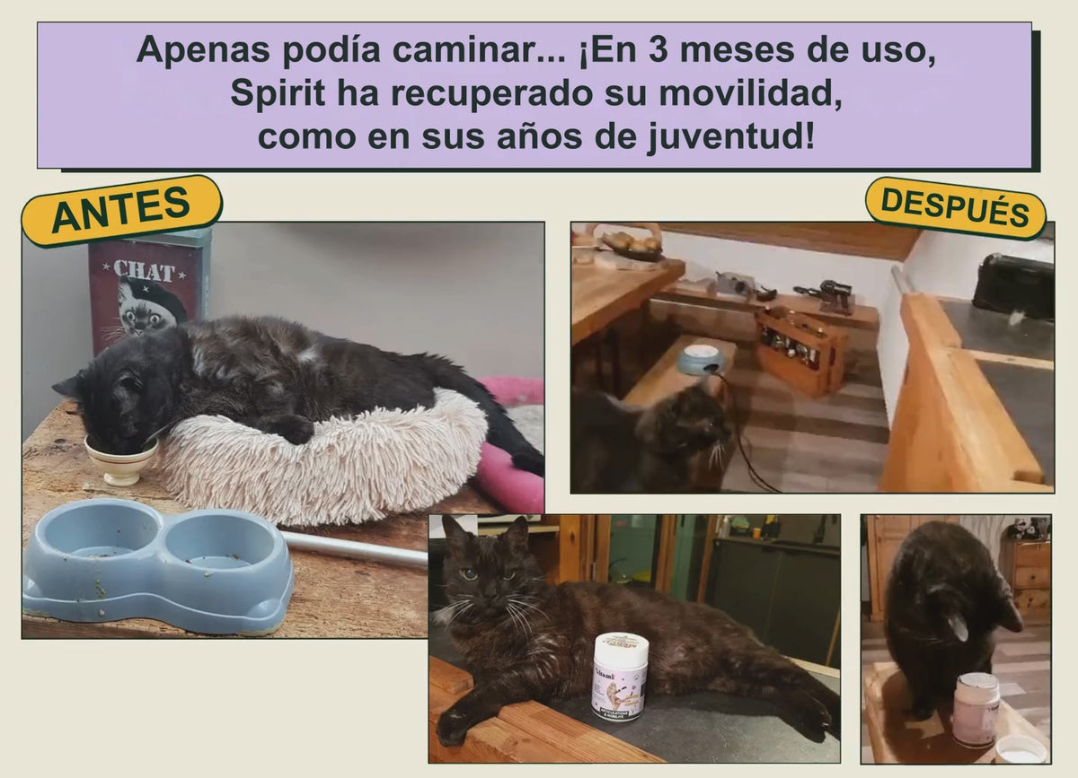 Antes y después: movilidad recuperada (articulaciones del gato)