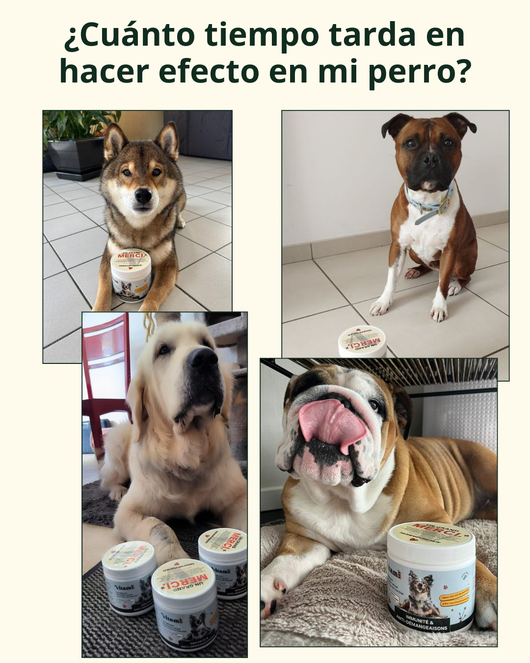 Cuatro perros fotografiados con botes de Immunité Vitamii. ¿Cuánto tiempo tarda en hacer efecto en mi perro?