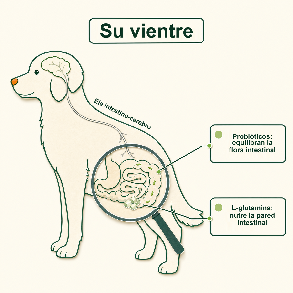 Su vientre