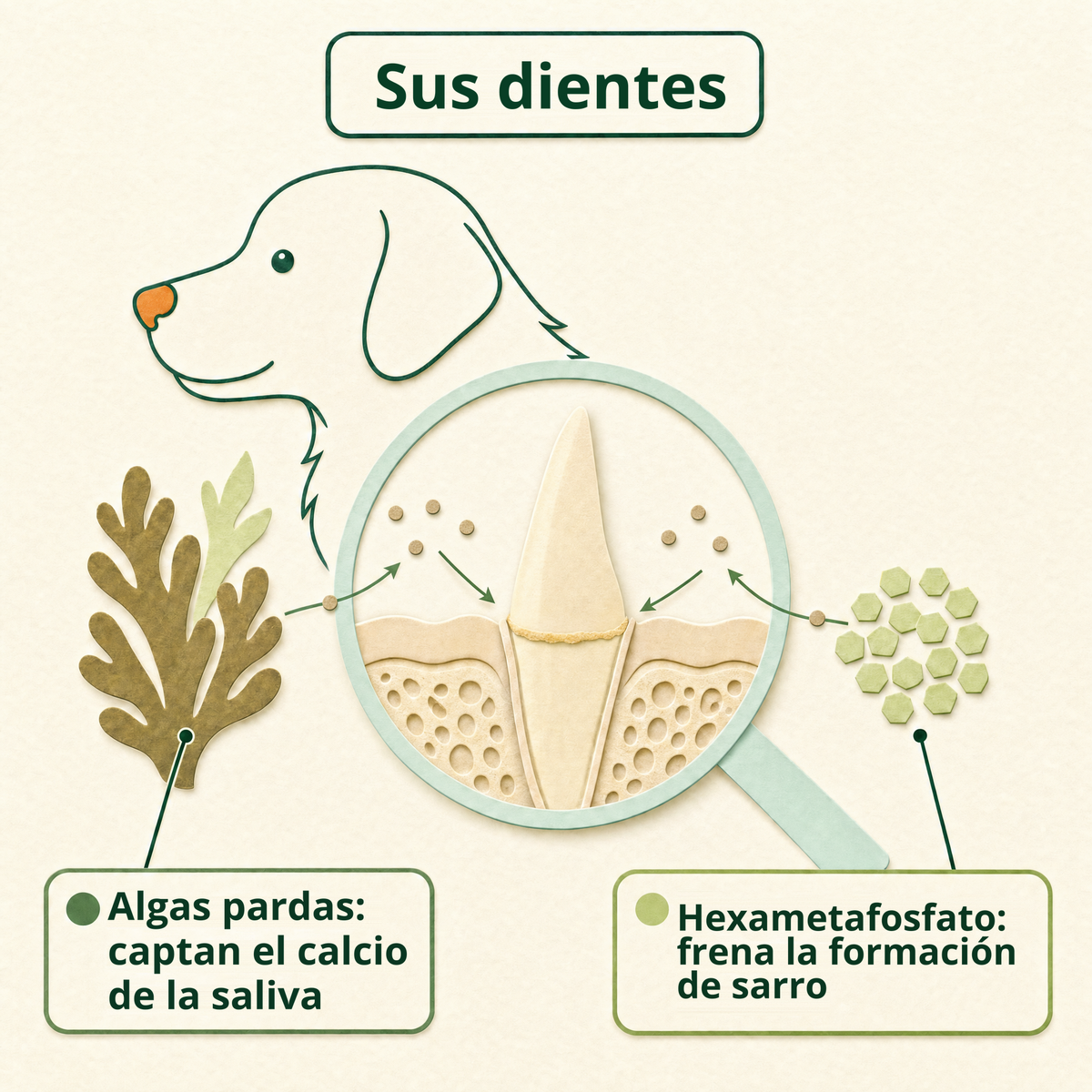 Sus dientes