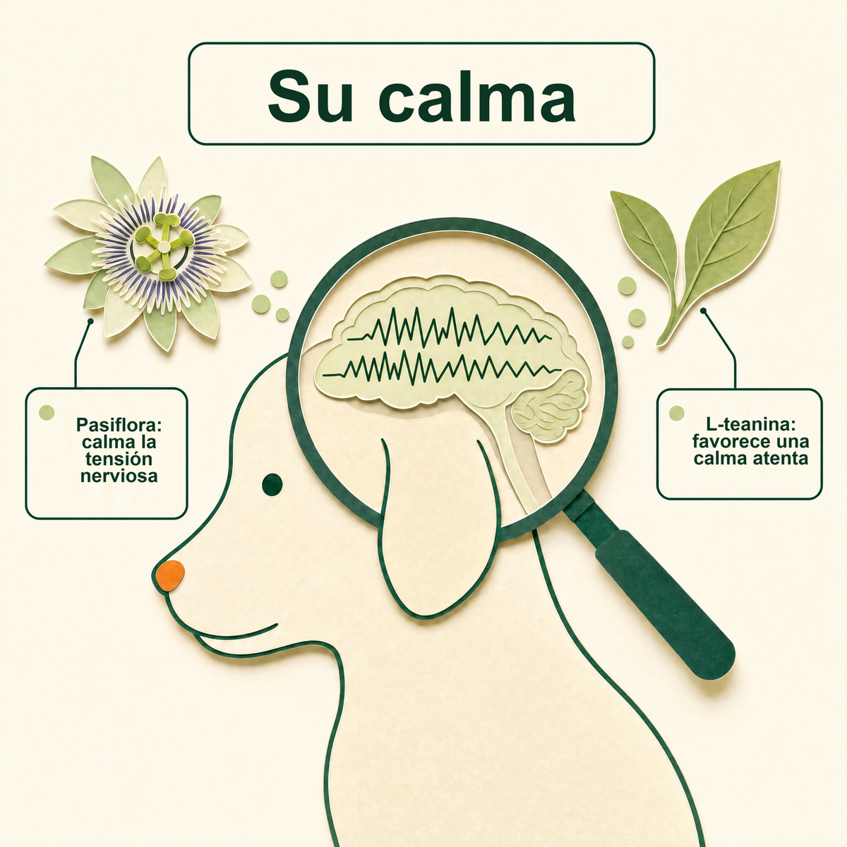 Su calma