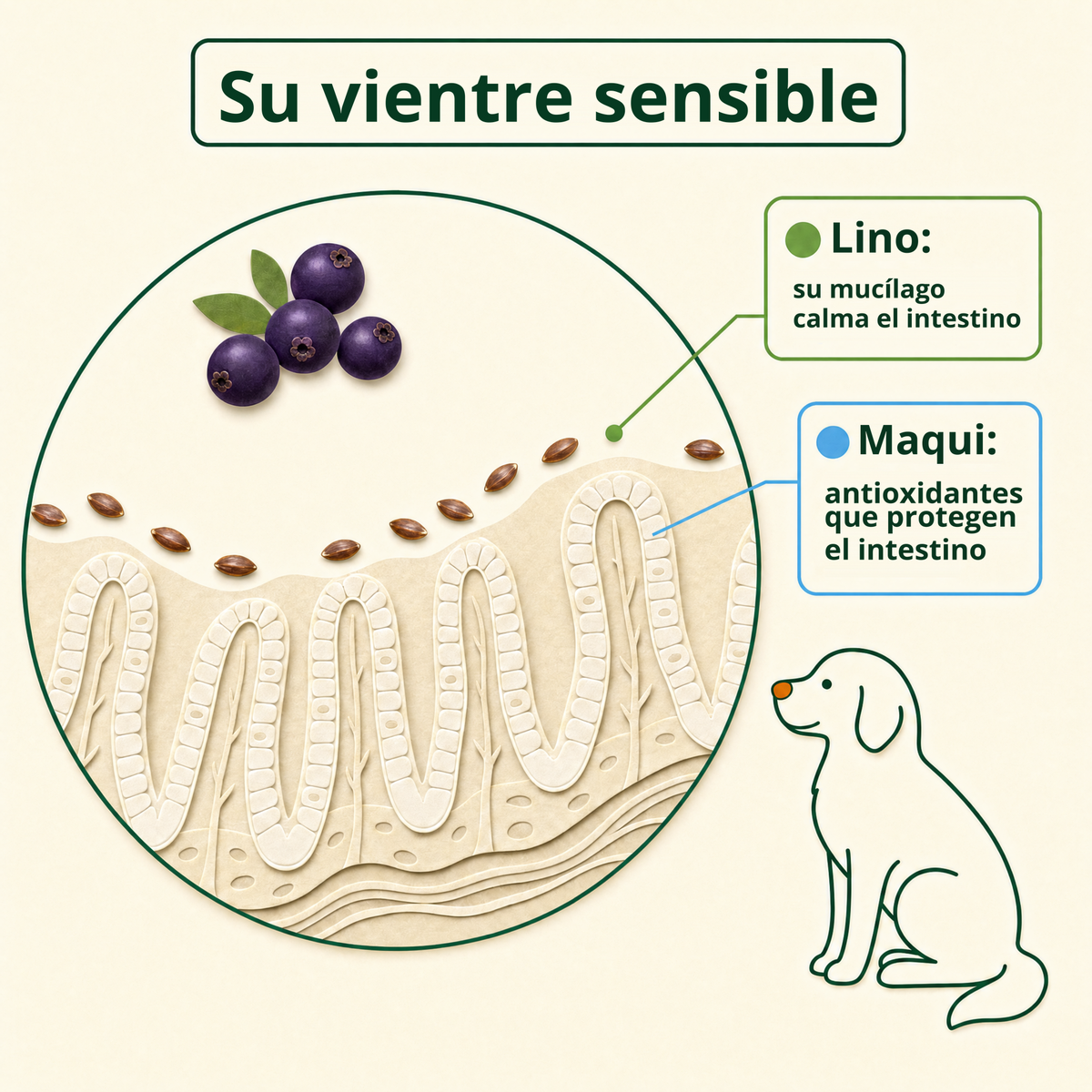 Su vientre sensible