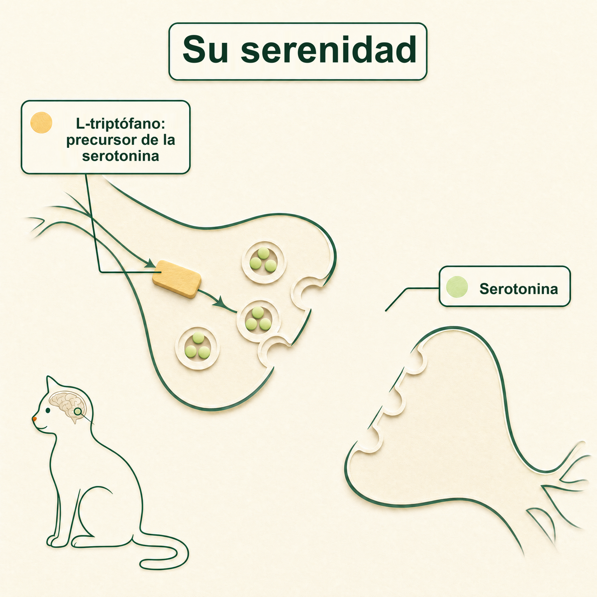 Su serenidad