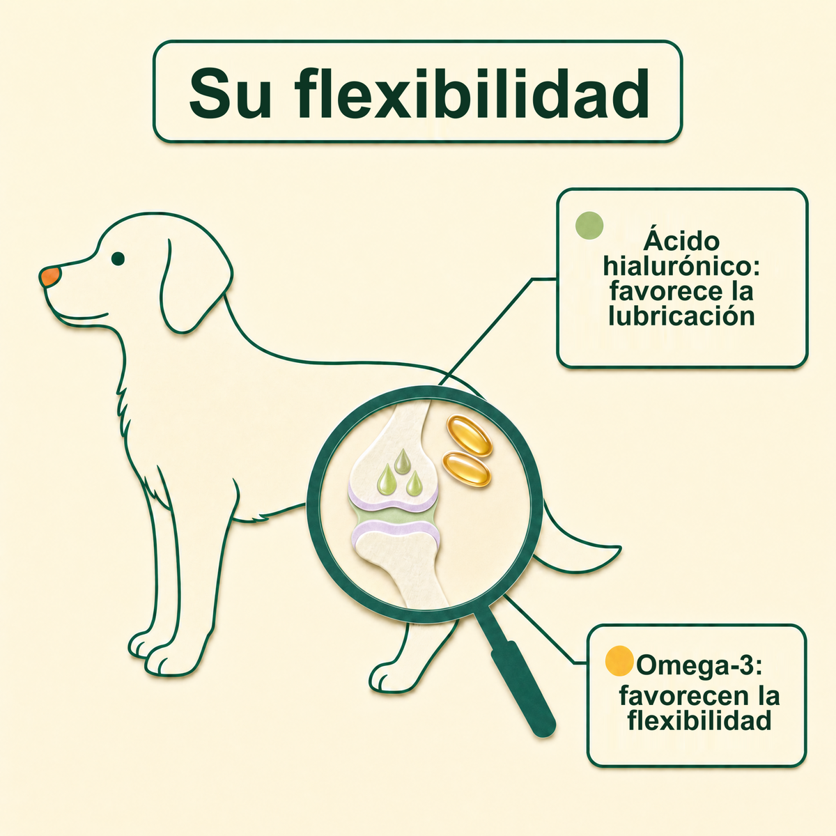 Su flexibilidad