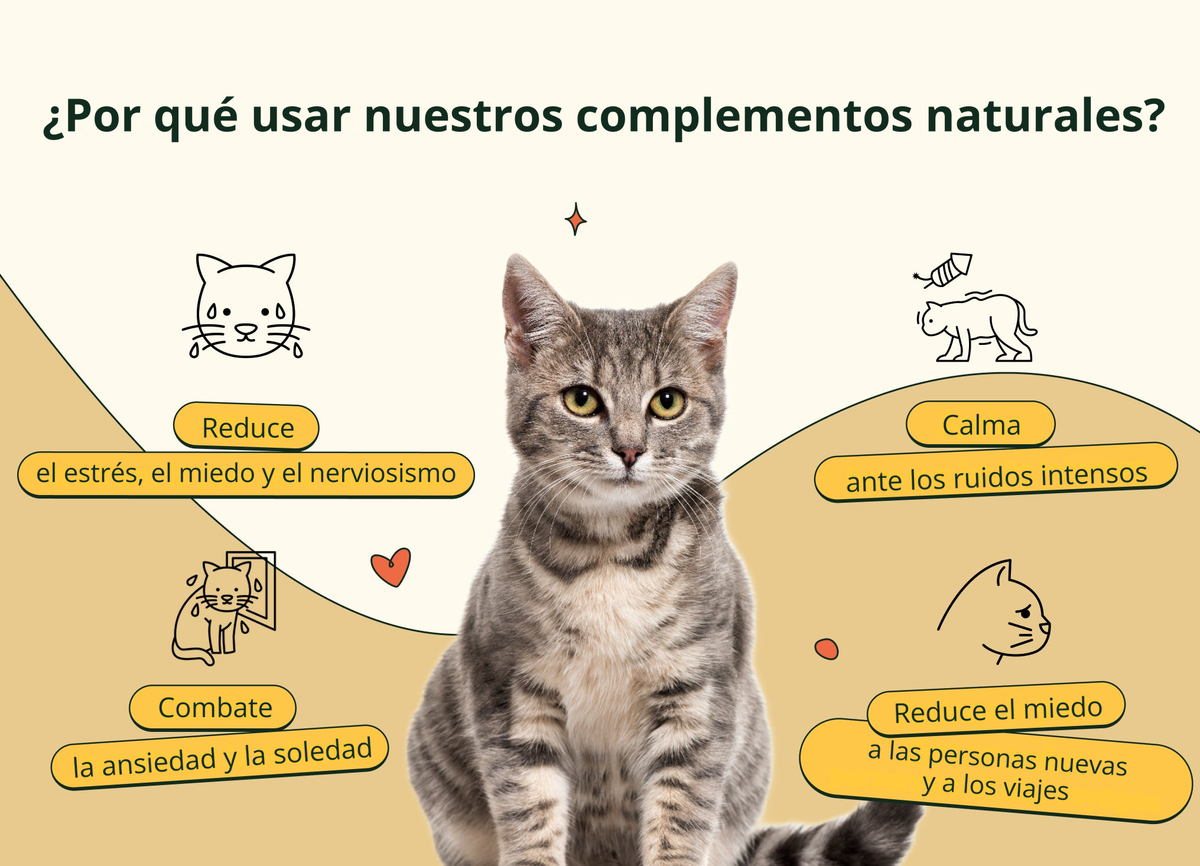 Imagen con texto en español