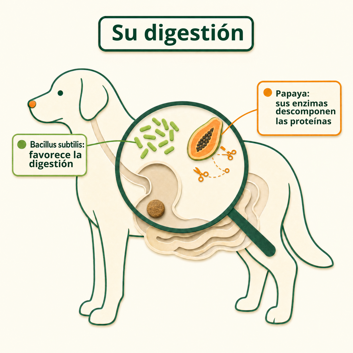 Su digestión