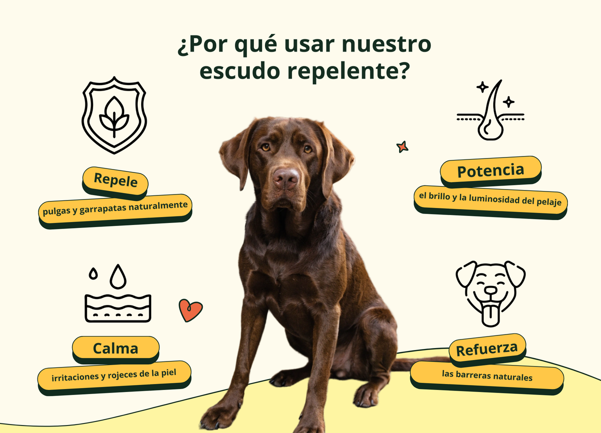 Imagen con texto en español