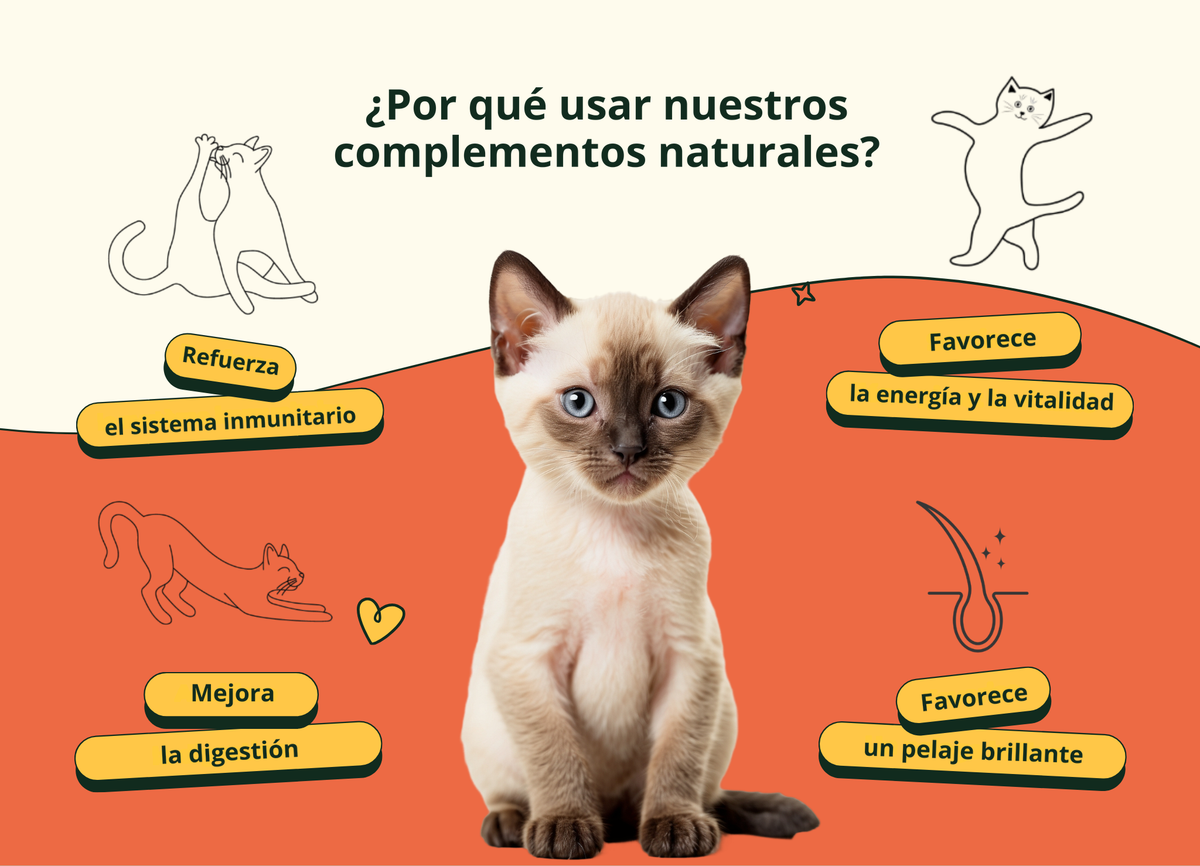 Imagen con texto en español
