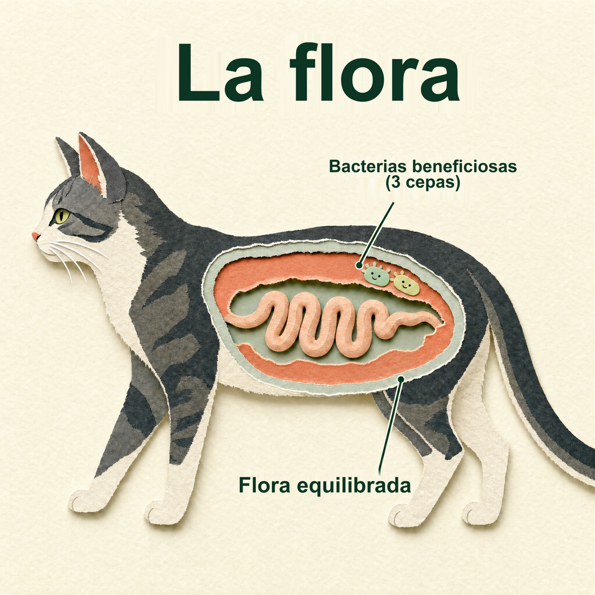 Su flora intestinal