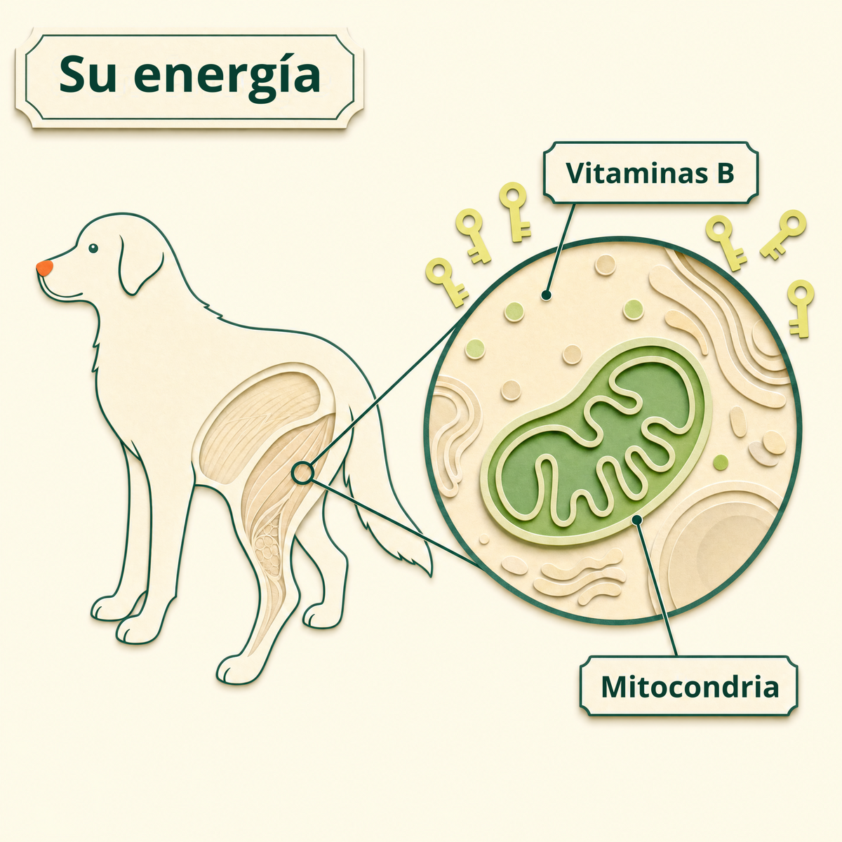 Su energía