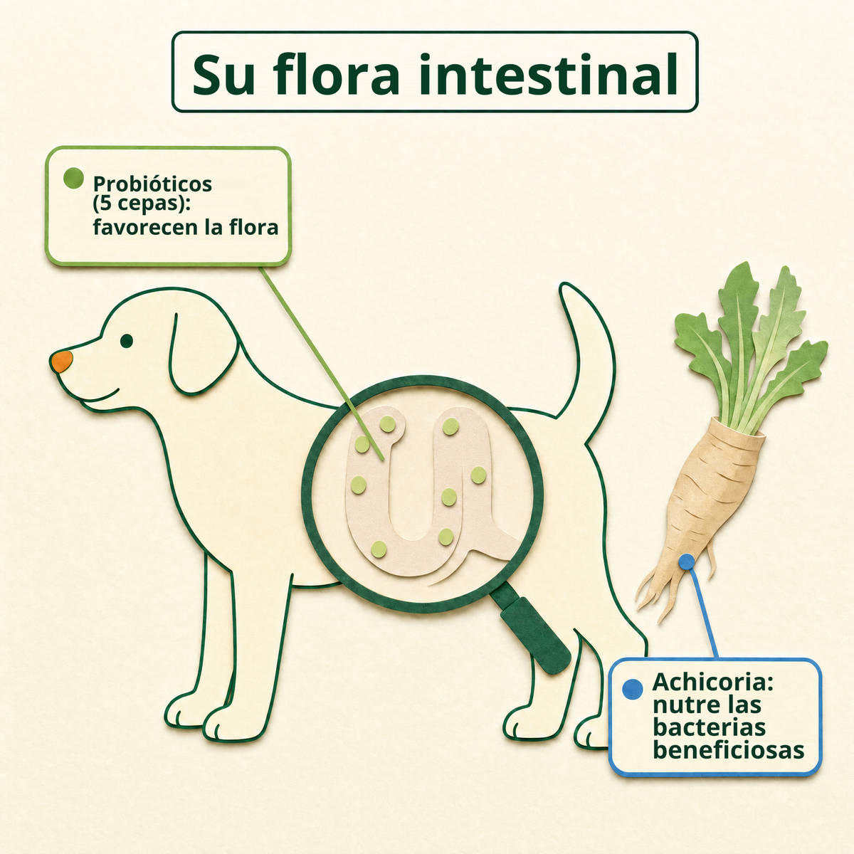 Su flora intestinal