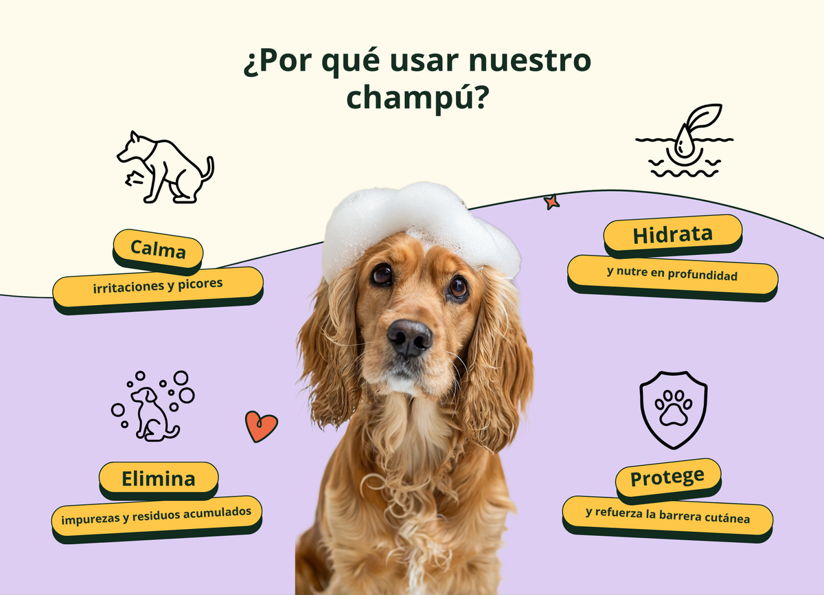 Imagen con texto en español