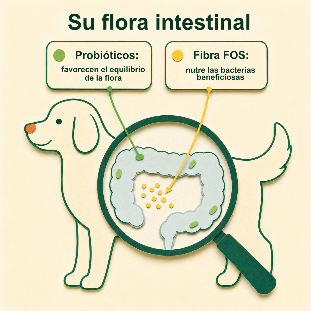 Su flora intestinal