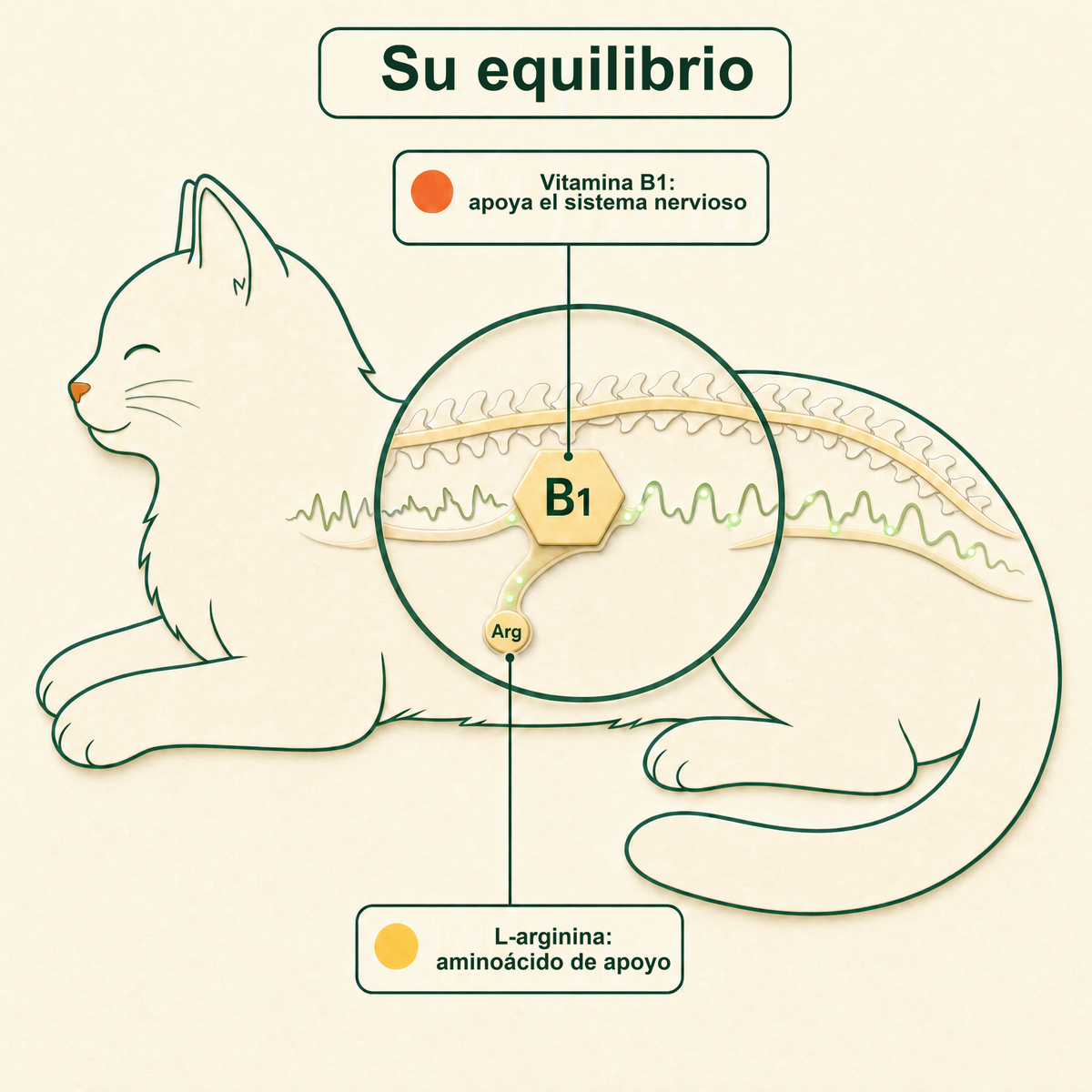 Su equilibrio