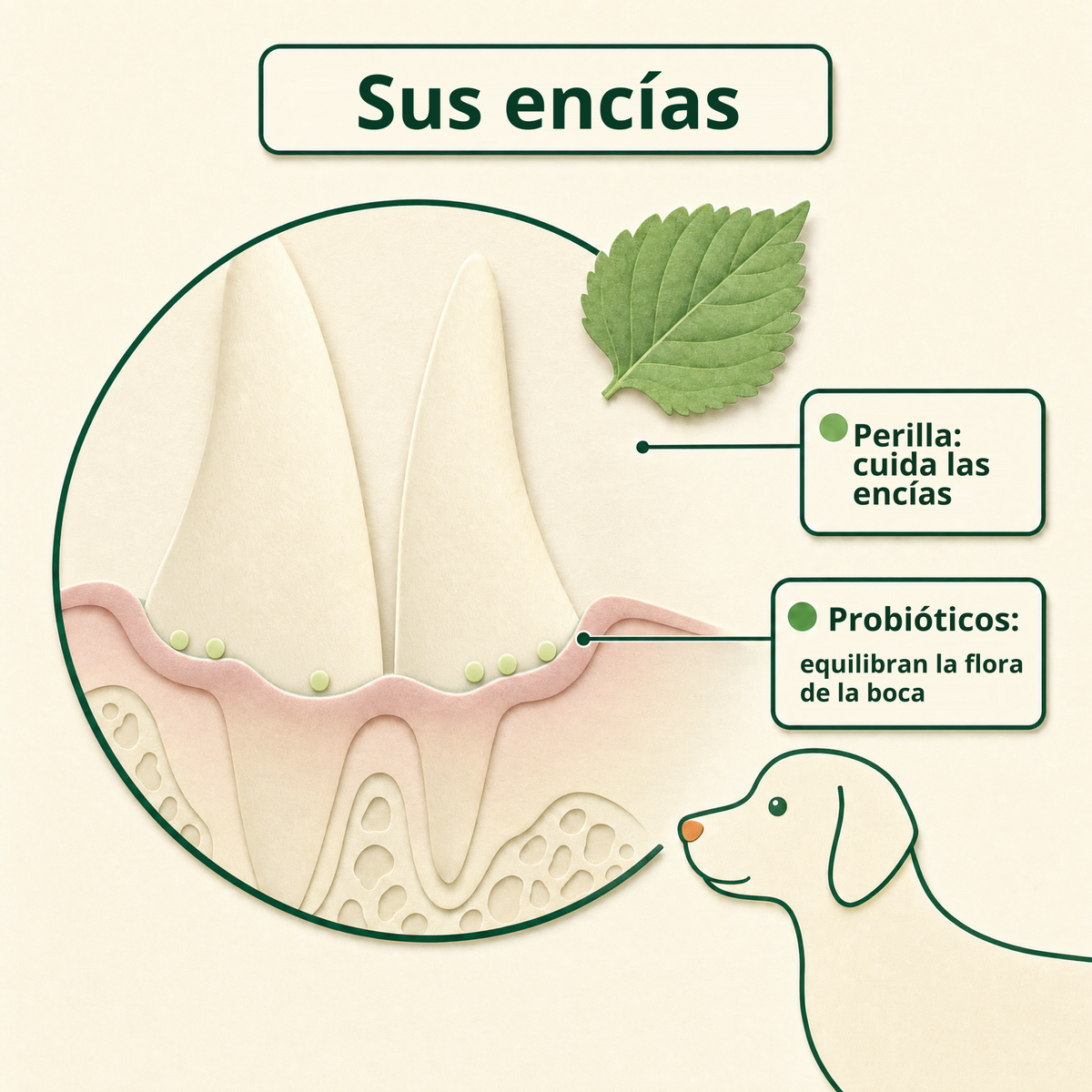 Sus encías