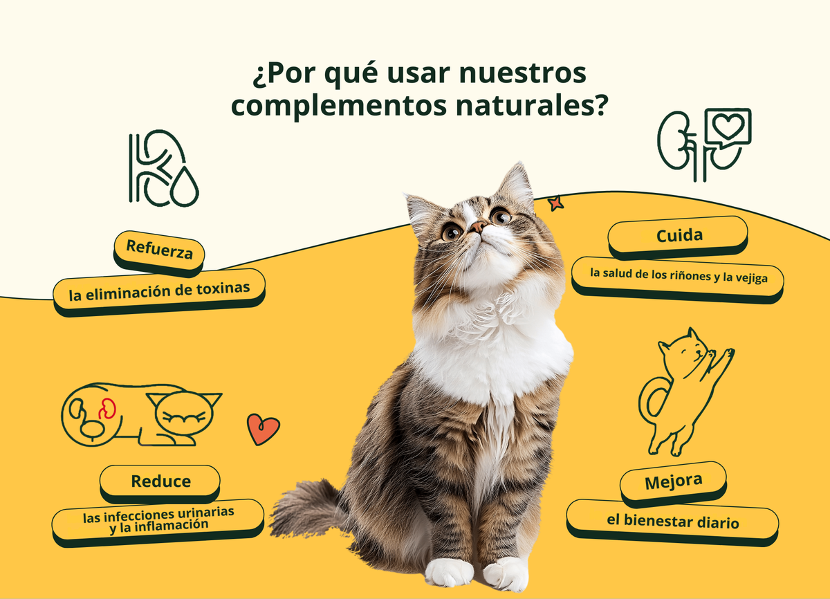 Imagen con texto en español