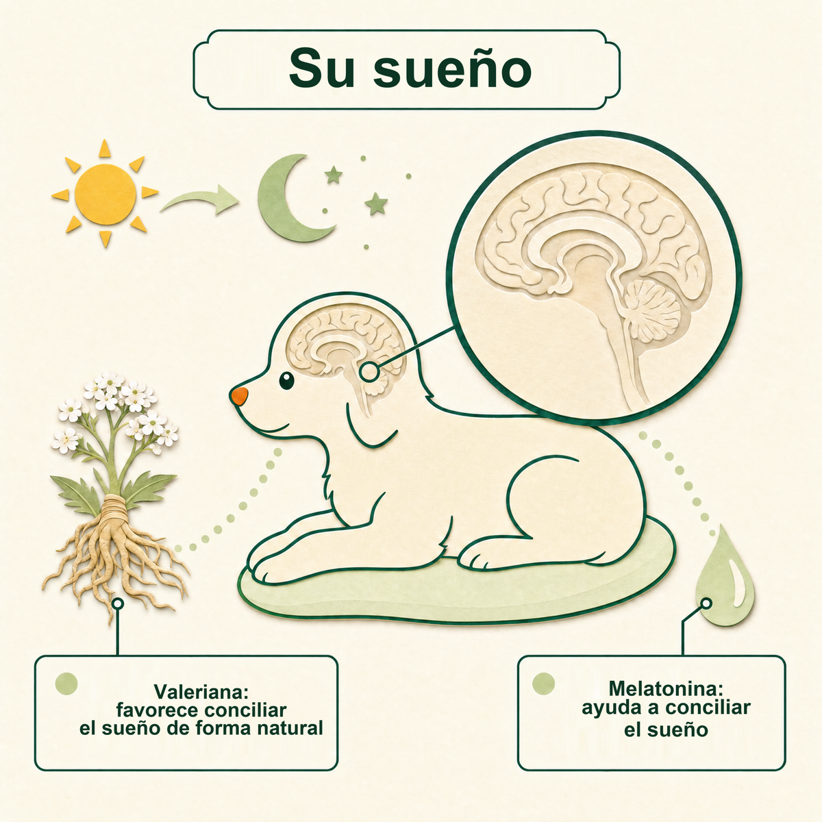 Su sueño