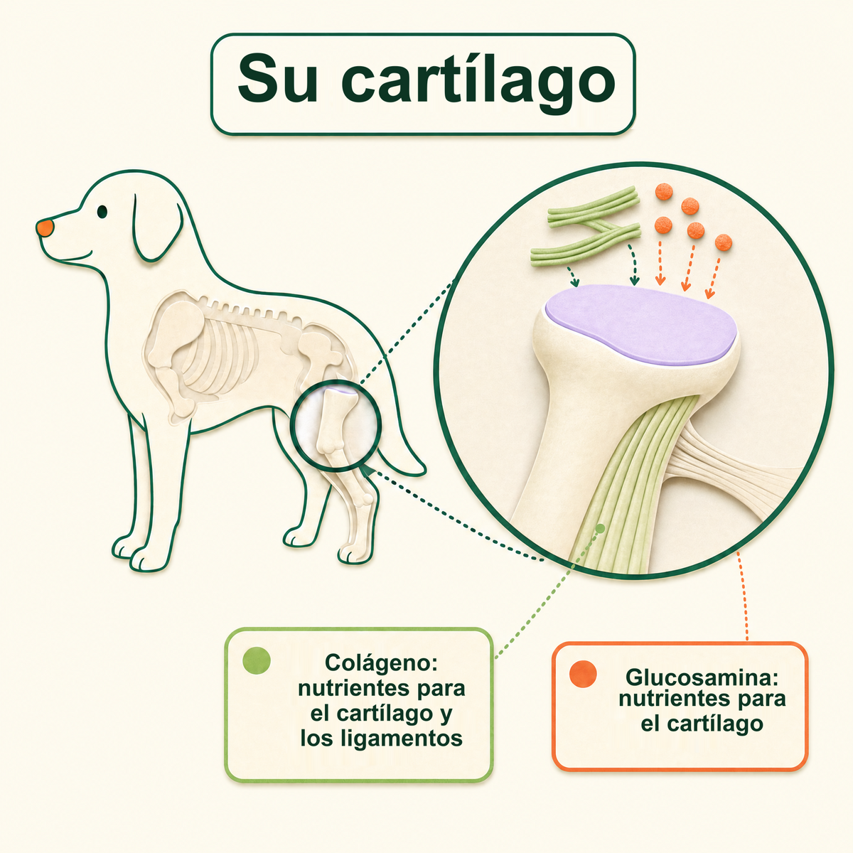 Su cartílago